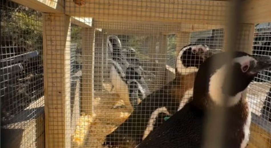 40 pingüinos de Magallanes llegaron a Río Negro tras el cierre del Aquarium de Mar del Plata